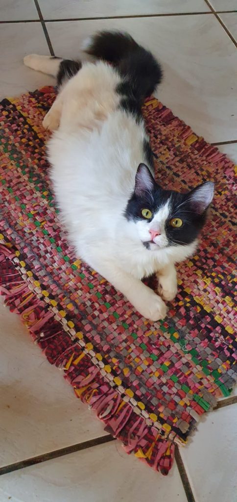 Feira de Adoção busca lar para 25 animais, neste sábado, em Campo Grande 5 Olhar 67 - Feira de Adoção busca lar para 25 animais, neste sábado, em Campo Grande