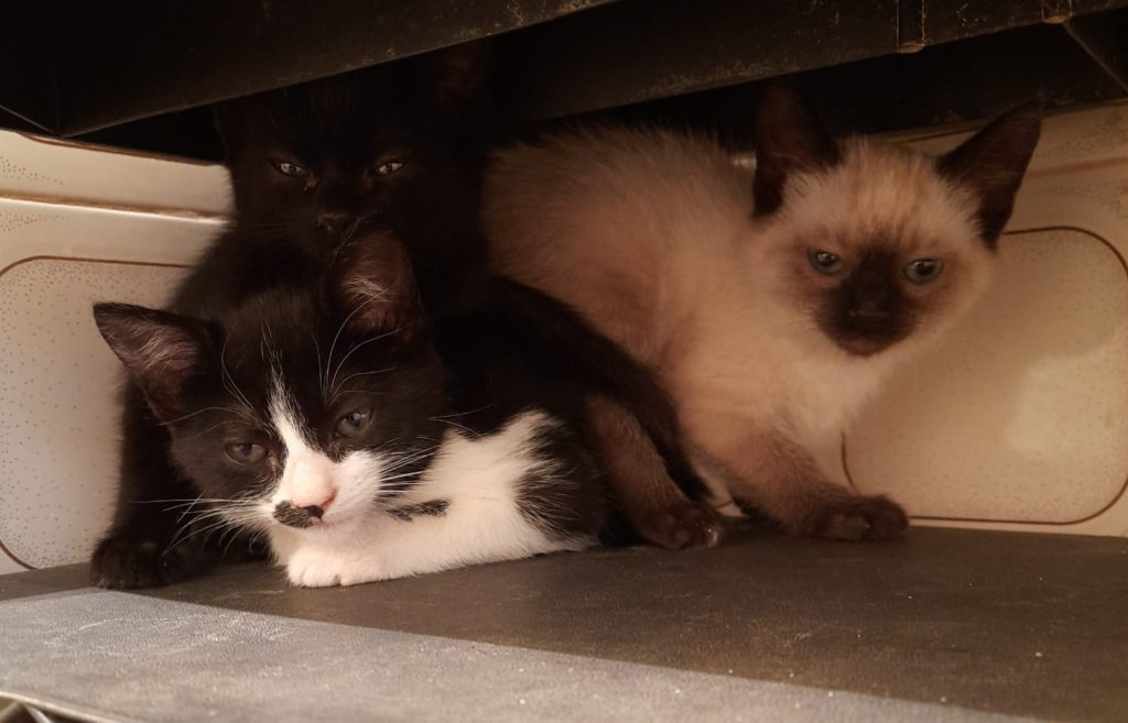 Feira de Adoção busca lar para 25 animais, neste sábado, em Campo Grande 2 Olhar 67 - Feira de Adoção busca lar para 25 animais, neste sábado, em Campo Grande