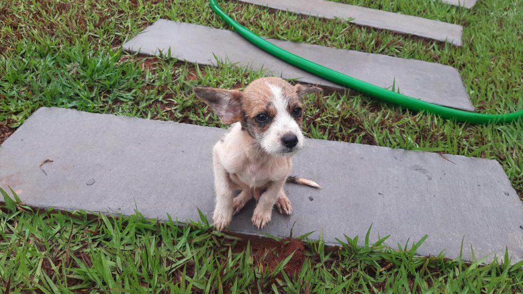 Feira de Adoção busca lar para 25 animais, neste sábado, em Campo Grande 3 Olhar 67 - Feira de Adoção busca lar para 25 animais, neste sábado, em Campo Grande