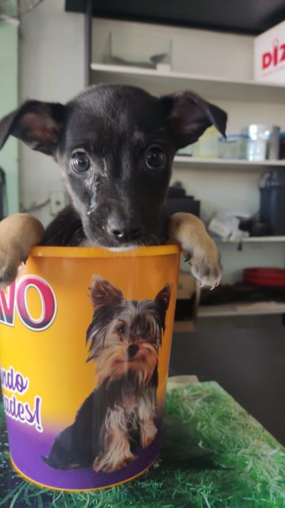 Feira de Adoção busca lar para 25 animais, neste sábado, em Campo Grande 1 Olhar 67 - Feira de Adoção busca lar para 25 animais, neste sábado, em Campo Grande