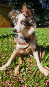 Olhar 67 - DECAT indicia tutora e amiga por maus-tratos após abandono de cachorro doente no CCZ de Campo Grande